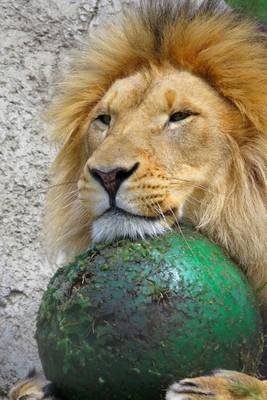 Book cover for Lion with his Favorite Toy African Animal Journal