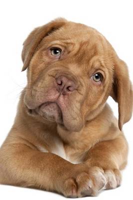 Book cover for Dogue de Bordeaux French Mastiff Puppy (for the Love of Dogs)