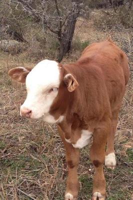 Book cover for A Free Range Cow in Texas