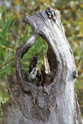 Book cover for Tree Stump in the Forest Journal