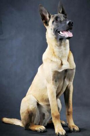 Cover of Belgian Malinois