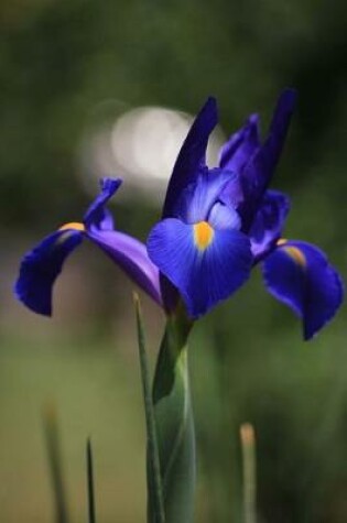 Cover of Velvety Deep Sapphire Blue Iris Spring Flower Journal