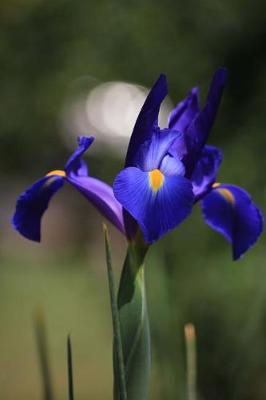 Book cover for Velvety Deep Sapphire Blue Iris Spring Flower Journal