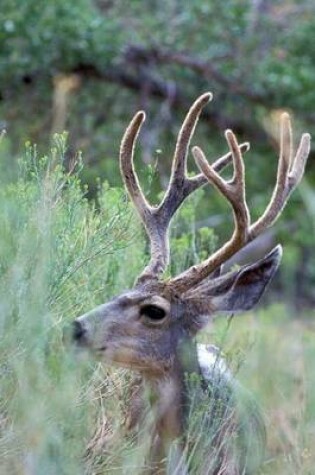 Cover of A Mule Deer with Antlers in Utah