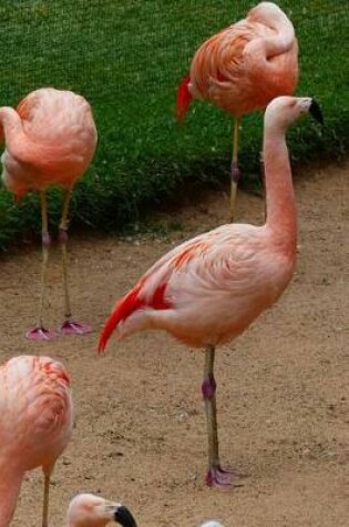 Cover of Pink Flamingos Bird Journal