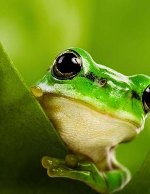 Book cover for Jumbo Oversized Green Tree Frog Peak a Boo