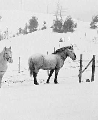 Cover of Winter Theme School Composition Book Horses In Winter 130 Pages