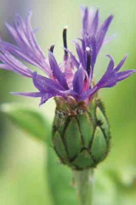 Book cover for Purple Wildflower - Lined Notebook with Margins