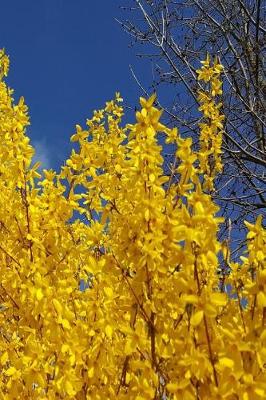 Cover of 2019 Daily Planner Yellow Forsythia Bush Flowers 384 Pages