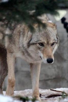 Book cover for Magnificent Wild Gray Wolf in Winter Journal