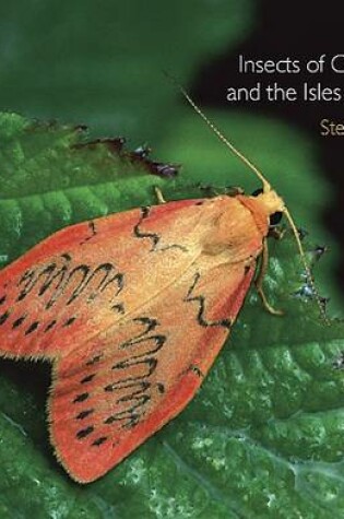 Cover of Insects of Cornwall and the Isles of Scilly