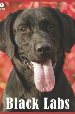 Cover of Black Labs 2021 Wall Calendar