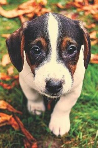 Cover of Cute Jack Russell Terrier Puppy