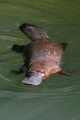 Cover of Australian Duck Billed Platypus Journal