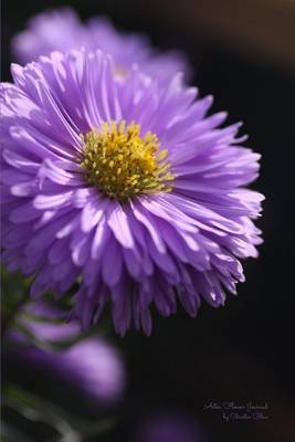 Book cover for Aster Flower Journal