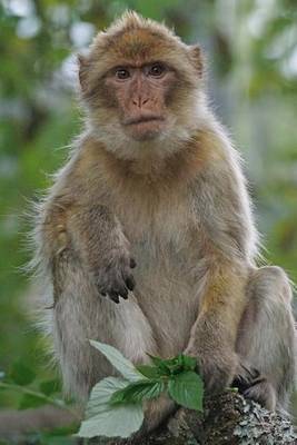 Book cover for Barbary Macaque Animal Journal