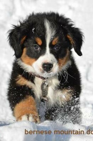 Cover of Bernese Mountain Dog