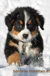 Book cover for Bernese Mountain Dog