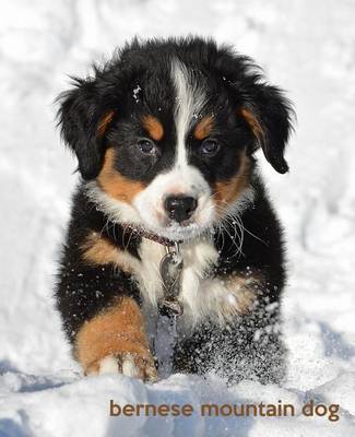 Book cover for Bernese Mountain Dog