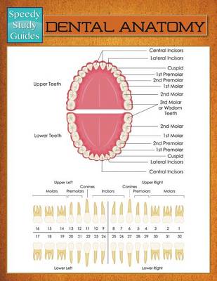 Cover of Dental Anatomy (Speedy Study Guide)