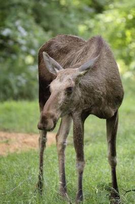 Book cover for Elk in the Grass Journal