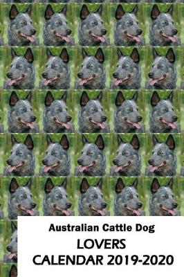 Book cover for Australian Cattle Dog Lovers Calendar 2019-2020