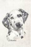 Book cover for Dalmatian Dog Portrait Notebook