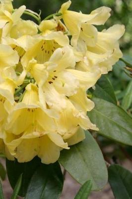 Cover of 2019 Daily Planner Flowers Pretty Rhododendron Blooms 384 Pages