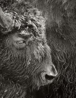 Book cover for Bison