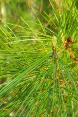 Book cover for Bright Green Pine Needles Journal