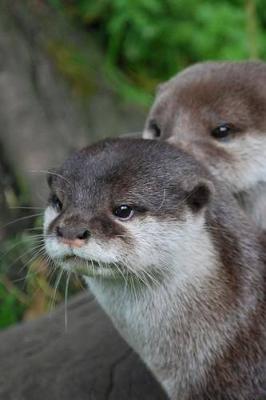 Book cover for Otter Animal Journal