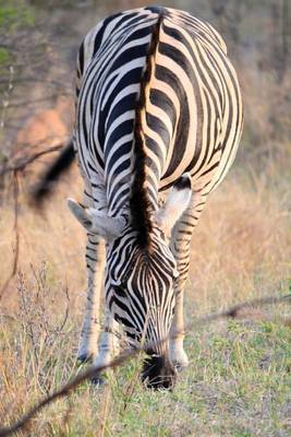 Book cover for Zebra in Kruger Park South Africa Journal