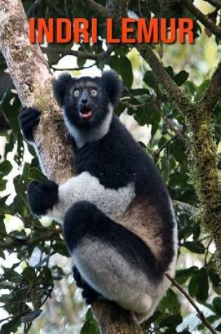 Cover of Indri Lemur