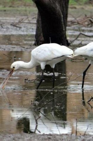 Cover of Eurasian Spoonbill, Birds of the World