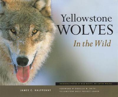 Book cover for Yellowstone Wolves in the Wild