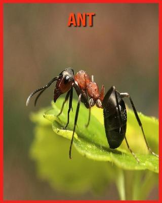 Book cover for Ant