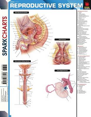 Cover of Reproductive System (Sparkcharts)