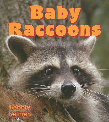 Book cover for Baby Raccoons
