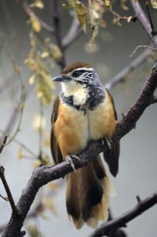 Cover of Greater Necklaced Laughingthrush Journal
