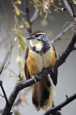 Book cover for Greater Necklaced Laughingthrush Journal