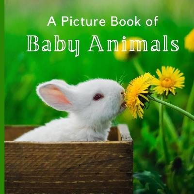 Cover of A Picture Book of Baby Animals