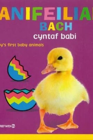 Cover of Anifeiliaid Bach Cyntaf Babi / Baby's First Baby Animals