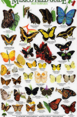 Cover of Butterflies