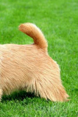 Book cover for Norwich Terrier