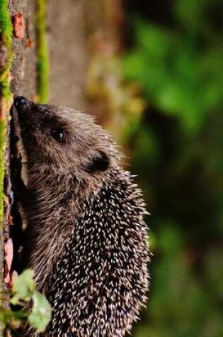 Cover of Hedgehog Juvenile Looking for Food