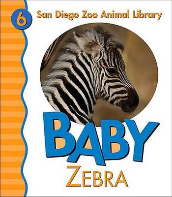 Book cover for Baby Zebra