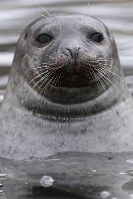 Book cover for Gray Seal in a Gray Sea Journal