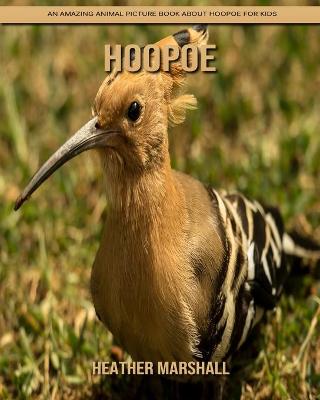 Book cover for Hoopoe