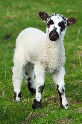 Book cover for Little Lamb with a Black and White Face Journal