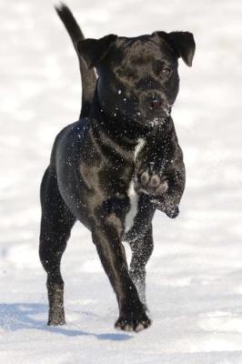 Book cover for Patterdale Terrier Running in the Snow Journal